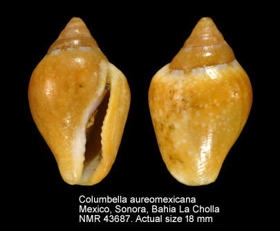 Columbella aureomexicana.jpg - Columbella aureomexicana(Howard,1963)
